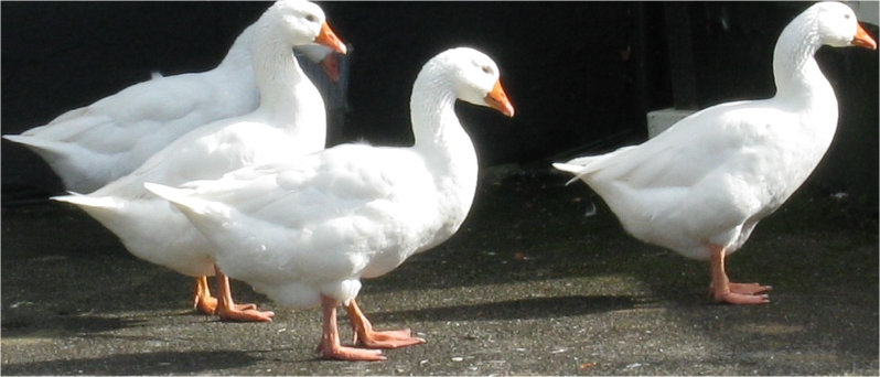 4 farmyard geese