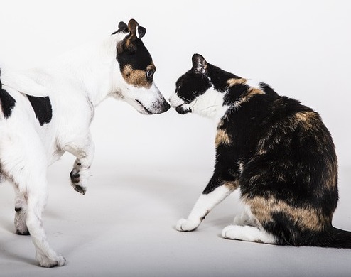 Dog and cat noses almost toching
