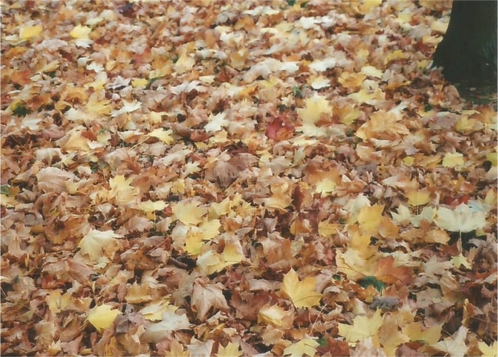 Fallen leaves
