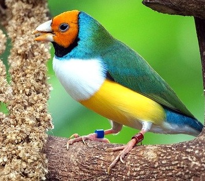 Gouldian finch.Image by Arkan 54 from Pixabay Gouldian finch (red, light blue, dark blue, white, yellow)