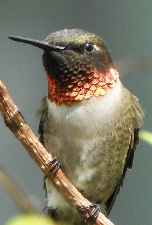 Ruby-throated humming bird close-up looking left