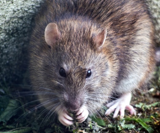 A rat full face