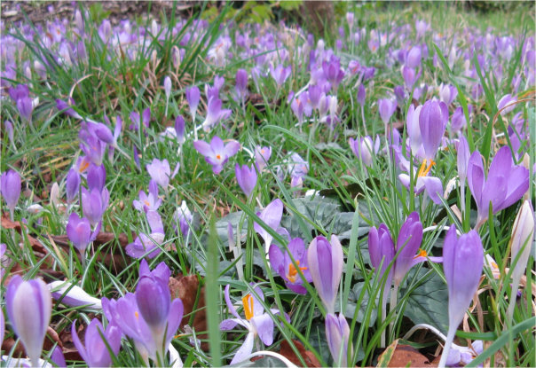 Blue crocuses