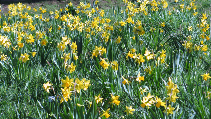 Field of daffodils