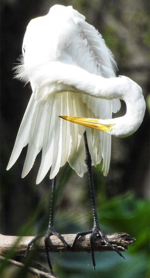 Egret with head down and twisted to left