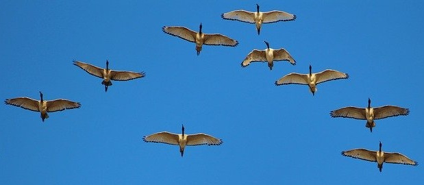 Group of geee flying against blue sky