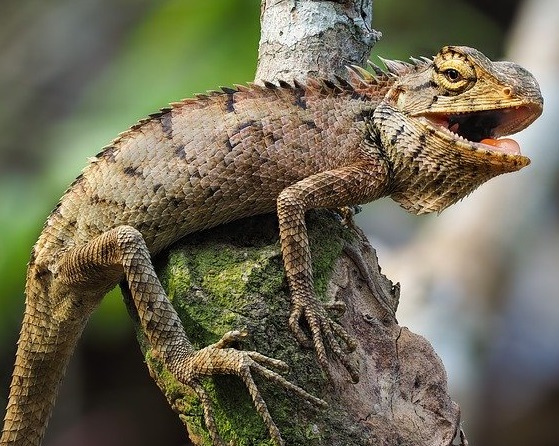 Iguama with mouth open looking right