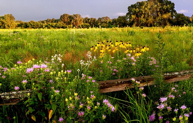 Prairie flowes in bloom