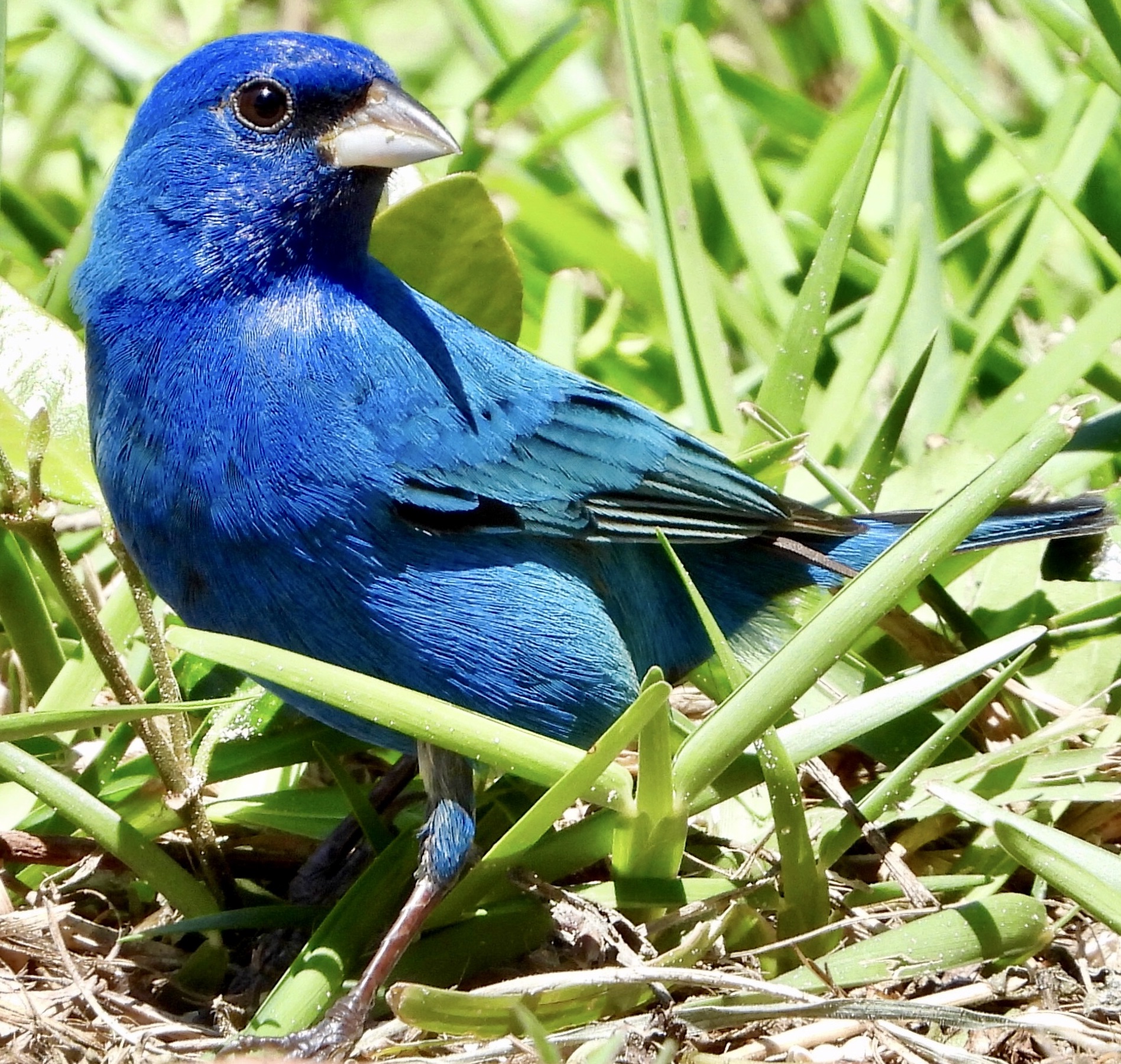 Indigo Bunting (All blue)