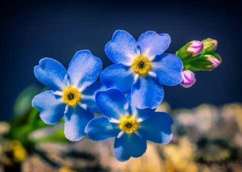 Three forget-me-not heads close up