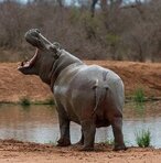 Hippopotamus looking left with mouth wide open and rear t camera