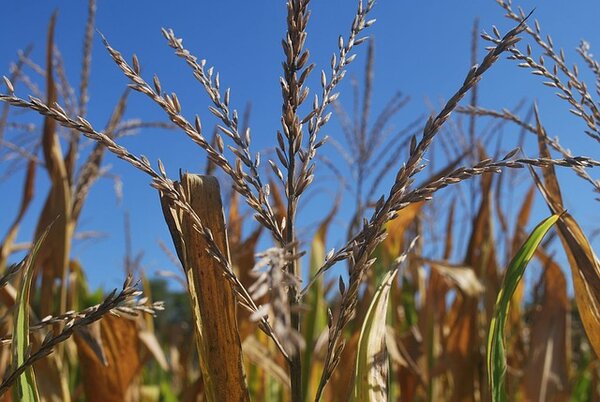 Part of a row of maize with tassels