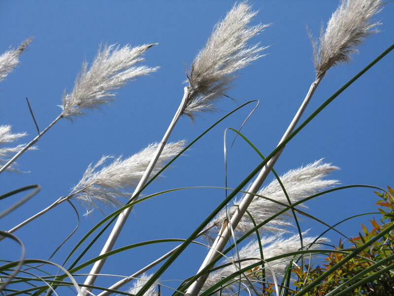 Heads of pampas grass bending  left to right lef