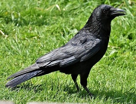 Raven on grass looking right