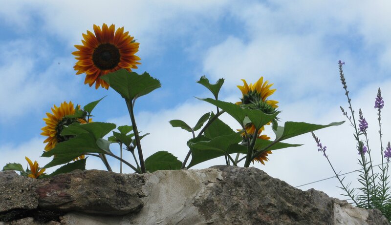 Three sunflower heads above a stone wall