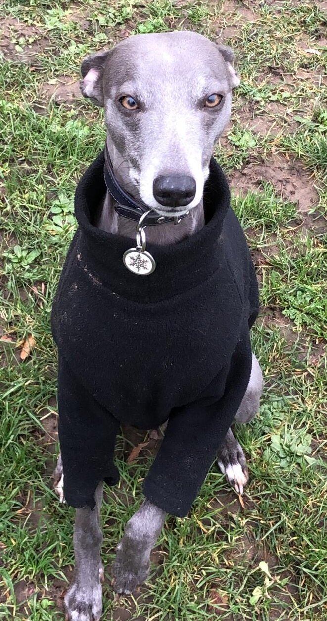 Grey blue whippet looking straight into cmera and wearing a dark-blue jacket with legs