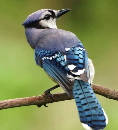 American blue jay from rear head looking right