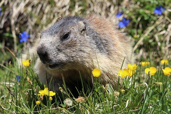 Marmot surrounded by blue and yellow flowers
