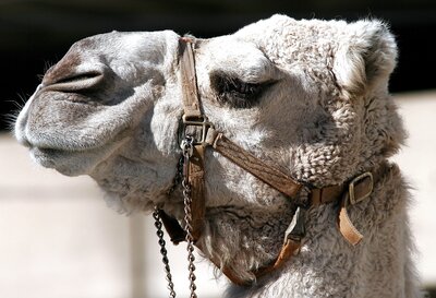 Came's Hed looking left