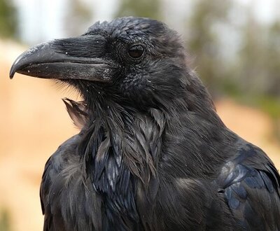 Head of raven looking let