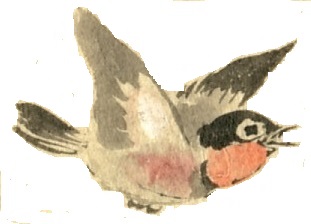 Small blac-capped red-breasted bird flying right