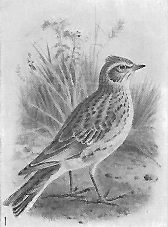 Skylark (monochrome) standing looking right