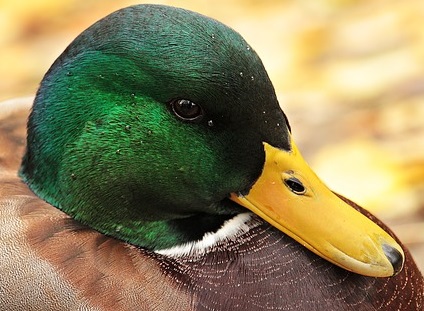 Mallard drake's head and  bill facing left