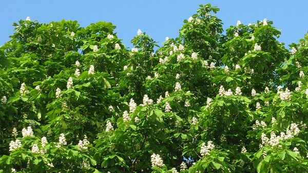 Horse chestnut flowes