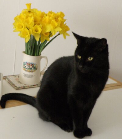 Black cat looking left in front of jar of affodils