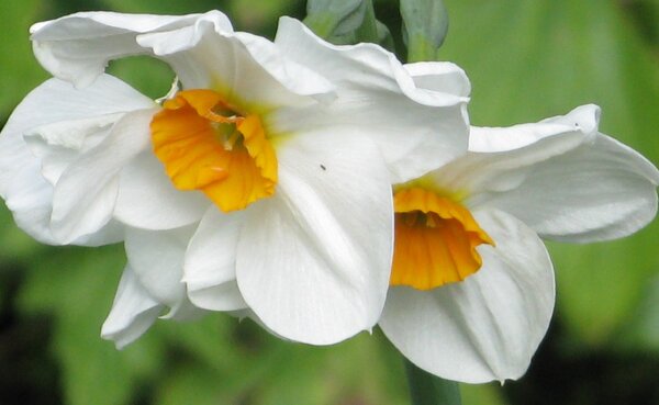 Two narcissi bloom close up