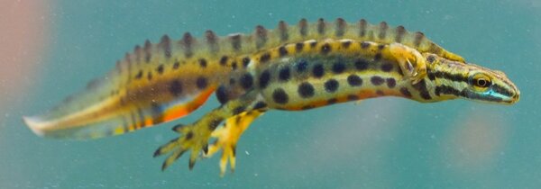 Common newt facing right
