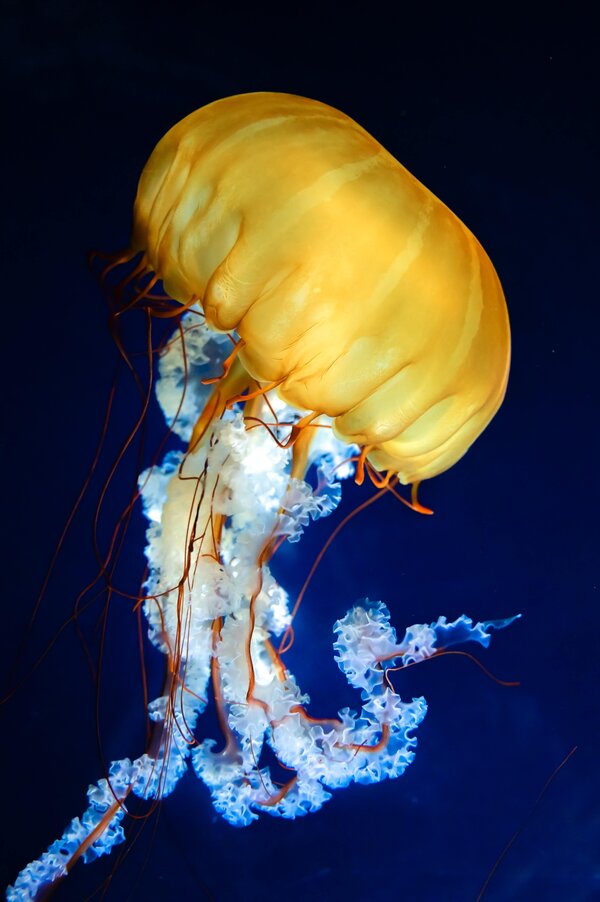 Jellyfish yellow above blue below inlind right