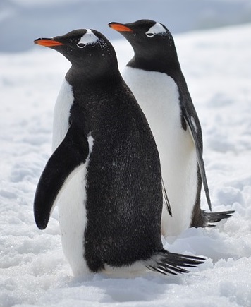 Two penguins side by side looking left