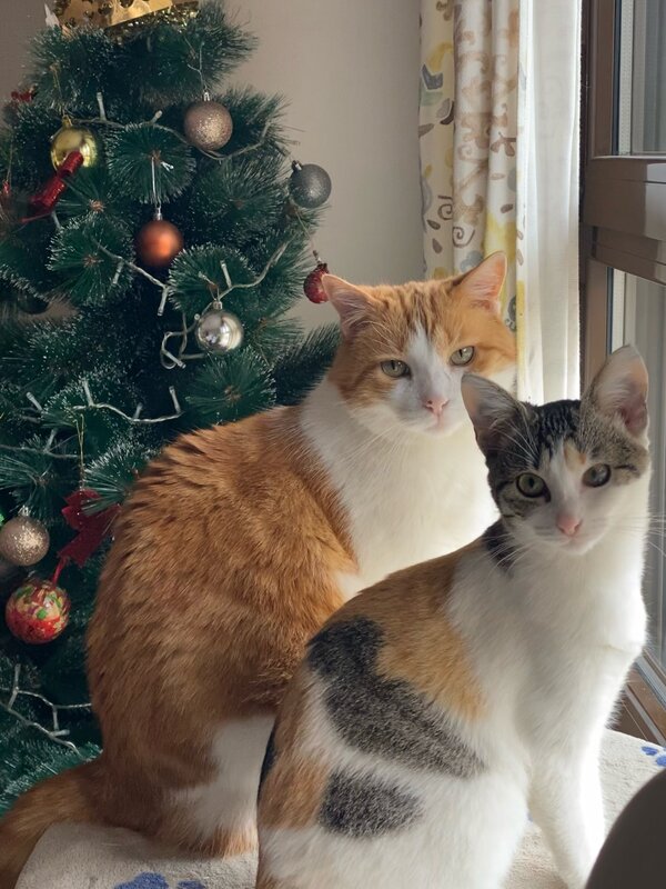 Ginger cat and black and white ct on table in front of Christmas tree