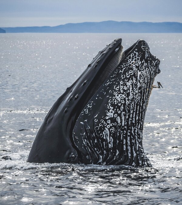 Head of humpback whale breaking surface