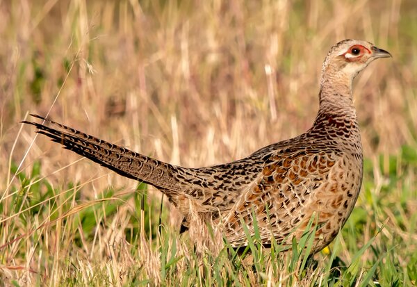 Hen pheasnt in brown grass walking right