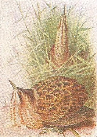 Bittern on ground in oeround. Bittern with neck and bill pointing upwards in background among reeds