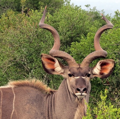Kudi (antelope) with spiral horns looking straight at camera