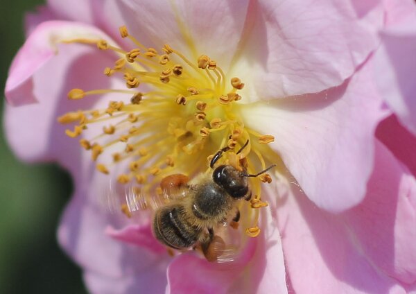 Bee on pink flower