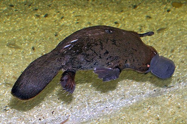 Platypus head facing right in wate