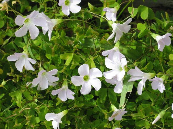 Whir flowes of wood sorel