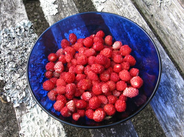 Wil strawberis in blue glass bowl on lichen-encrusted benh