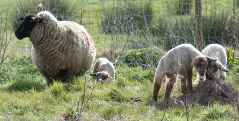 Sheep (left) and three lambs to right 