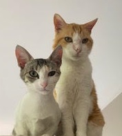 Two cats sitting upright side by side.