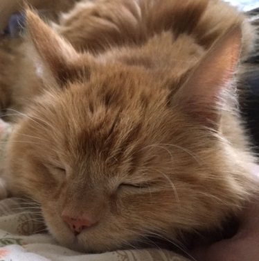 Sleeping ginger cat's head