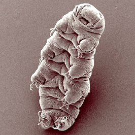 Tardigrade (grey) upright
