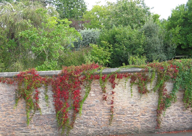 Autumn 2023. Photo (c) J. G. Betts. Trees, wall with red and green creeper