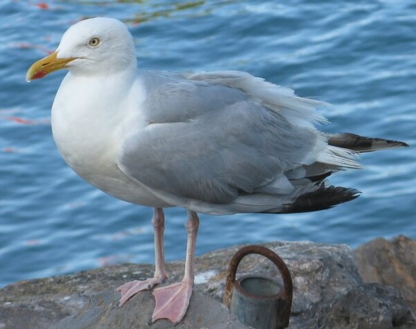 Herring Gull standing looking left.