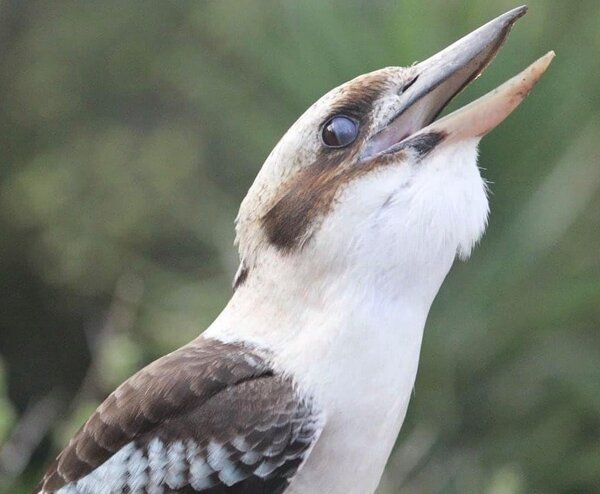 Kookaburra with beak open facing right