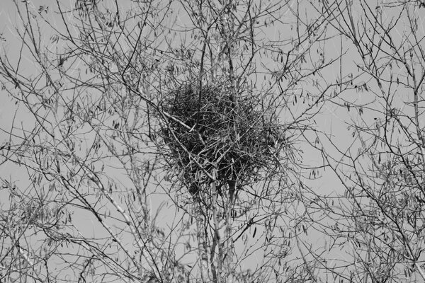 Dmed magpie nest high in bare tree